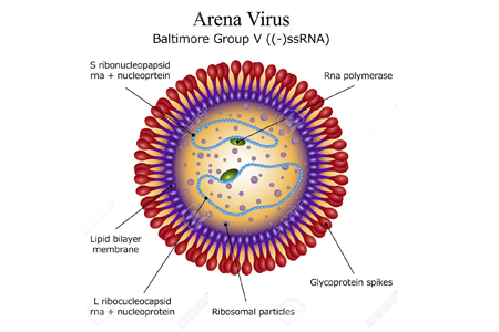 arena-virus